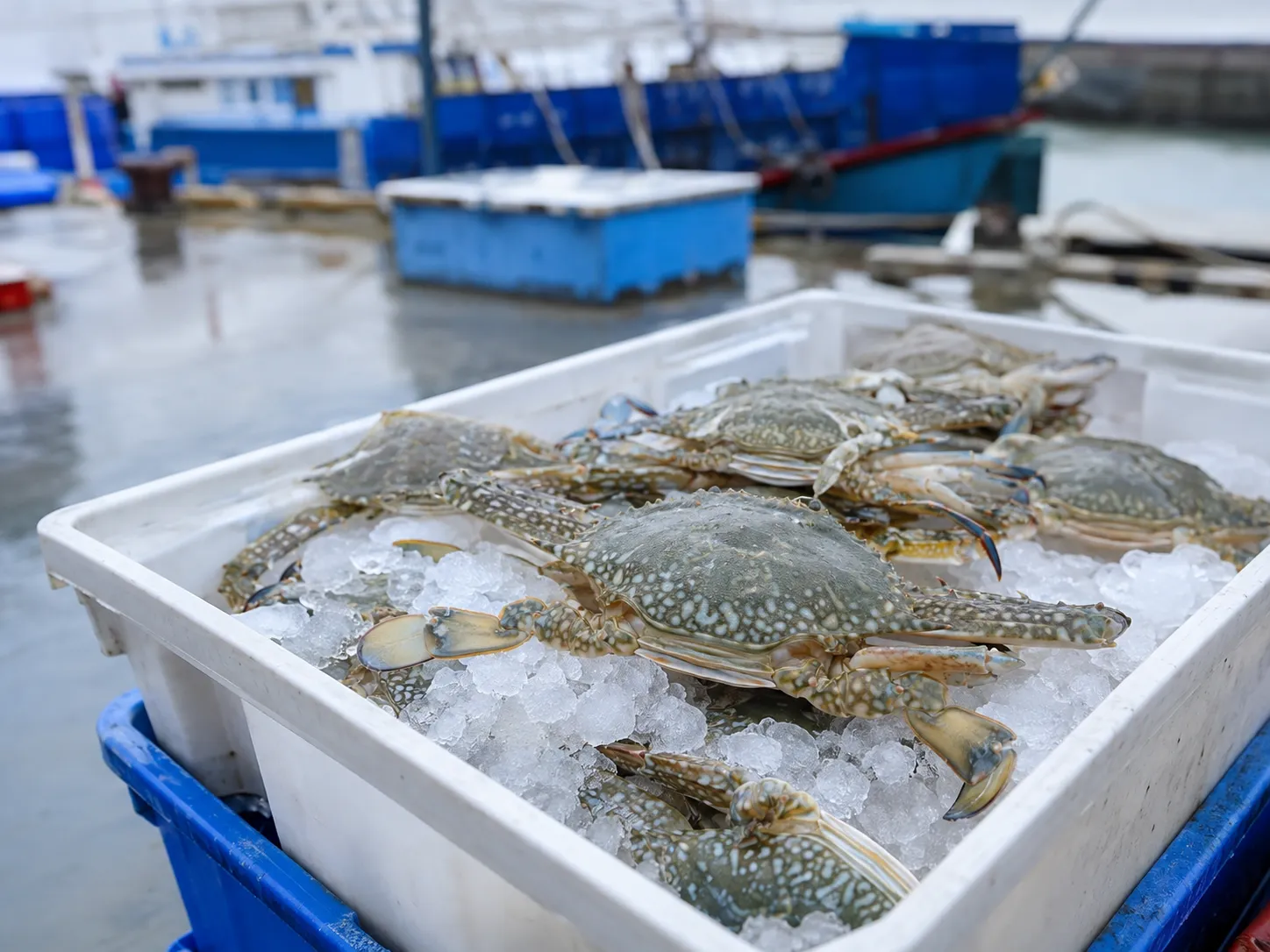 Swimming_crab_placeholder